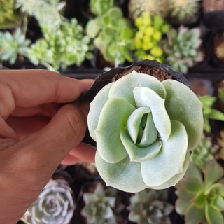 Sen đá hoa hồng hà lan (Đọc mô tả)