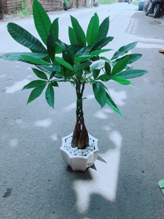 Chậu Kim Ngân 5 Thân Thắt Bính