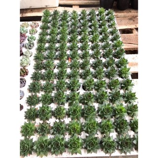 01 Cây Sen Đá size mini 3-5cm cây khoẻ đẹp