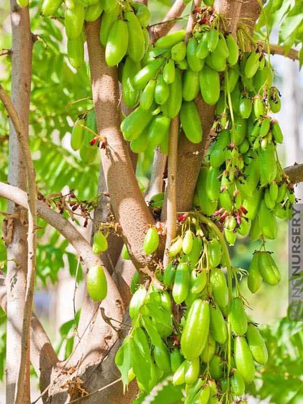 Cây khế Tàu... 6 tháng cây cho trái