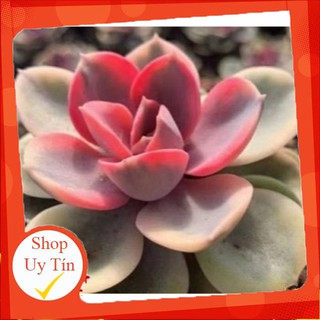 sen đá Hồng cánh tròn var🍏 |FREESHIP| 🔥 XỨ NÓNG, ĐÃ THUẦN KHÍ HẬU, KHOẺ ĐẸP 🍏 LỖI 1 ĐỔI 1