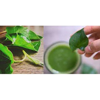 Chia sẻ:  0 RAU DIẾP CÁ -RAU RIẾP CÁ