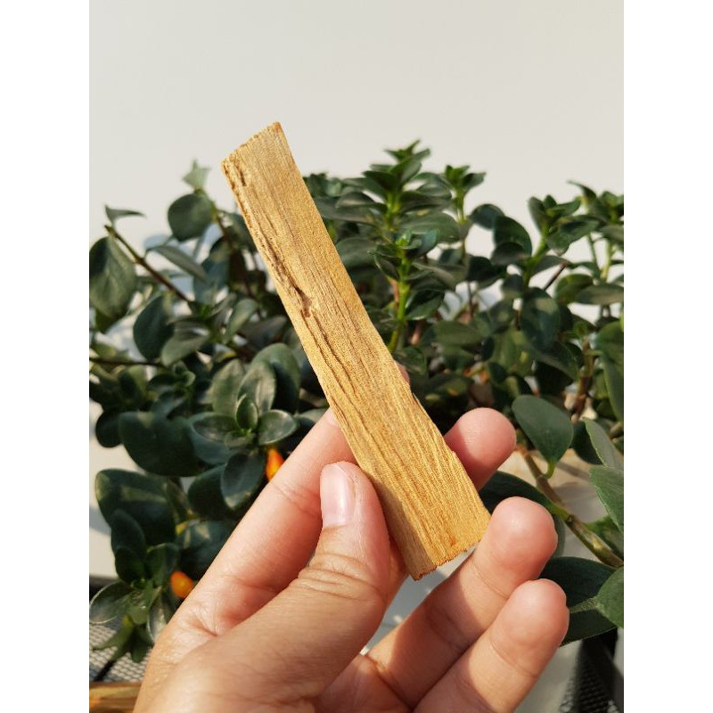 ( Thanh to, hương mạnh )Gỗ thánh Palo Santo dùng trong thanh tẩy không gian, bài Tarot, thiền định, xông nhà