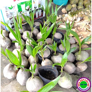 COMBO 5 CÂY DỪA SÁP GIỐNG