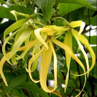 Cây hoàng lan, hoa thơm