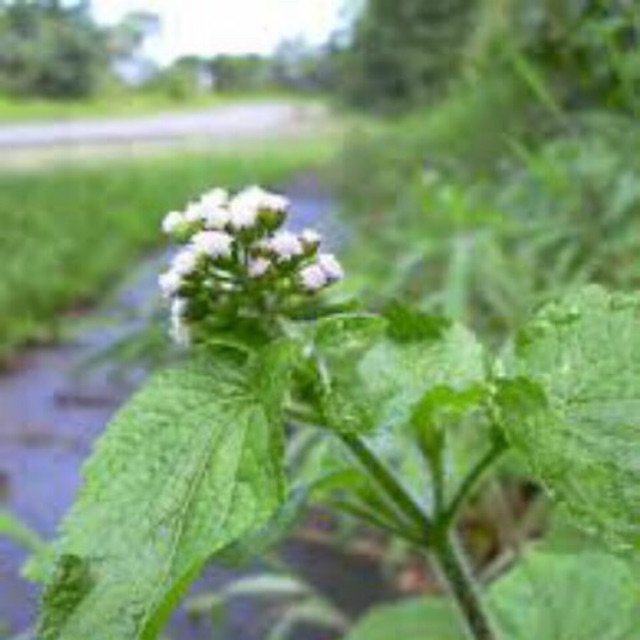 Lá cứt lợn ( cây cỏ hôi ) chữa bệnh nhà trồng 500g