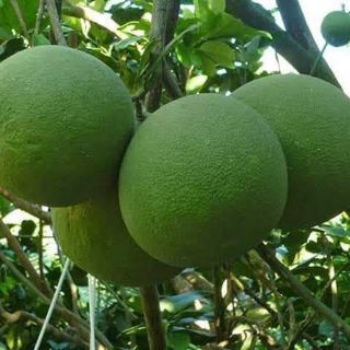 Cây giống bưởi da xanh