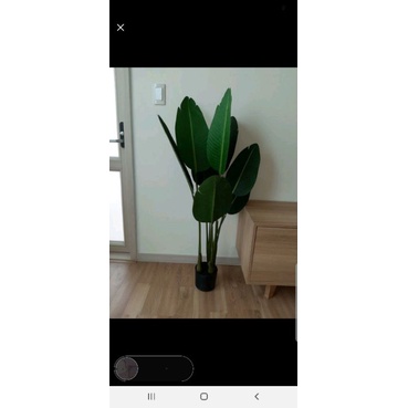 Cây chuối giả 1m2