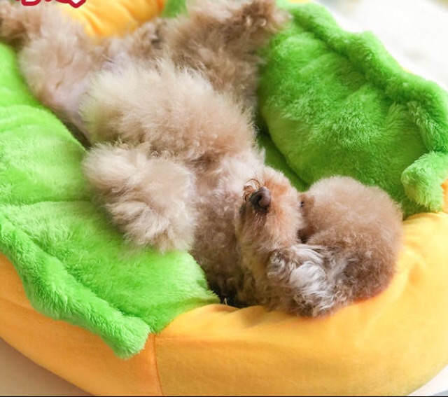 Ổ hot dog cho chó mèo - Nhà cho thú cưng