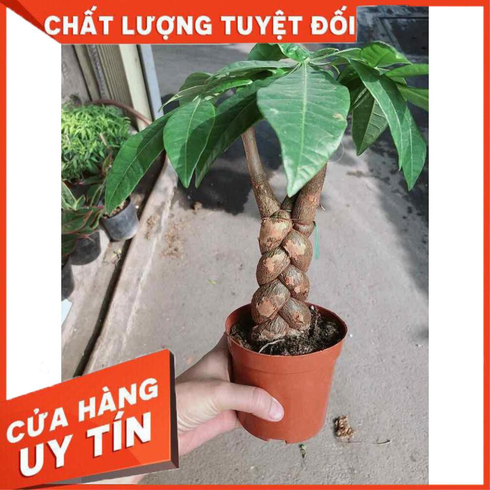 Chậu kim ngân thắt bím 3 thân Nhiều Người Mua