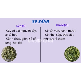 [TẶNG 1 viên oxbow cho đơn từ 50k]Cỏ lúa mì ăn vặt cho thỏ/chuột lang