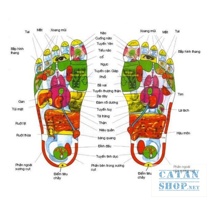 Cây massage chân bằng Gỗ cao cấp, Cây lăn chân 6 thanh Gỗ siêu tiện dụng-GD437-Massage-ChanGo