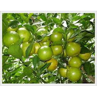 Cây giống Quýt đường ghép cây đẹp