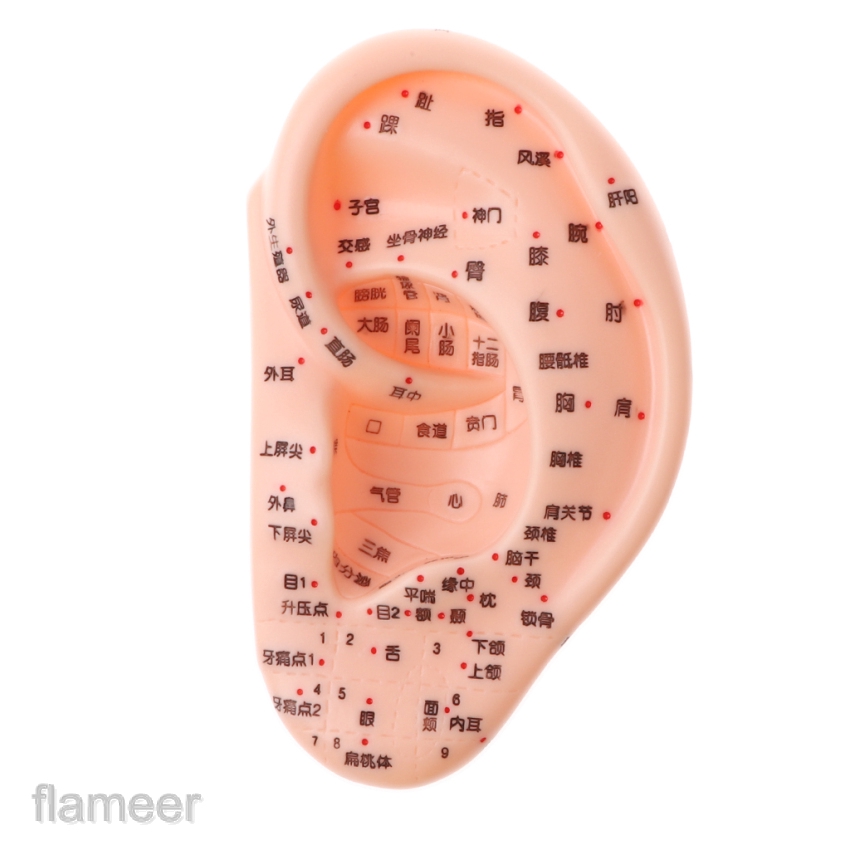 Mô hình tai người 13cm tập châm cứu bấm huyệt cho ngành y tế