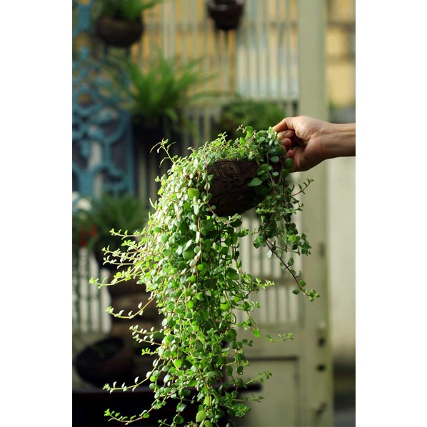 Set mẫu ngẫu nhiên - Gáo dừa thô TRỒNG LAN I CÂY CẢNH