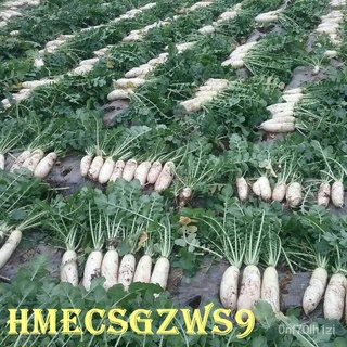 Hạt giống rau củ cải ngọt củ cải ngọt 50 hạt