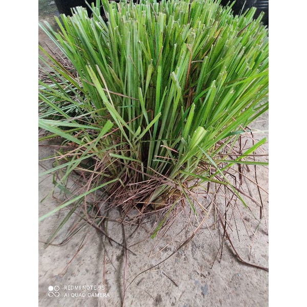 XẢ TƯƠI. ..5k/kg