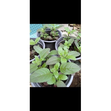 Cây hương nhu tím holy basil  tulsi