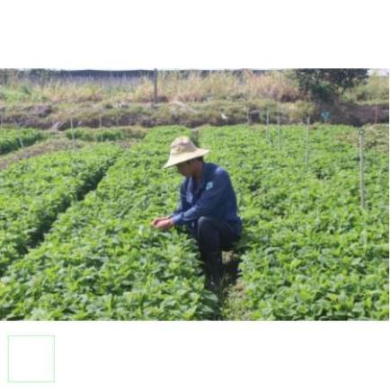 1kg Cây Kinh giới khô hàng loại 1 thơm ngon