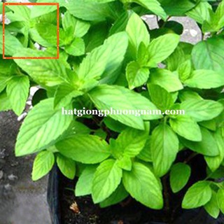 2GR - HẠT GIỐNG HÚNG TRẮNG ( RAU THƠM SẢ) Hạt Giống Nông Trại Xanh