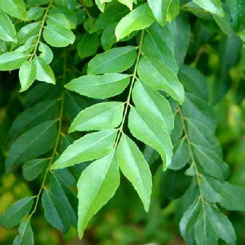 Lá cà ri sấy khô tăng hương vị đặc trưng-Curry leaves