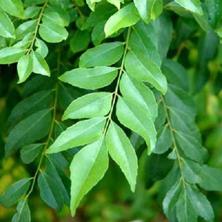 [Hỏa tốc 3h] Lá cà ri tươi - Fresh curry leaves