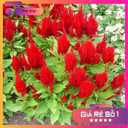 Hạt giống hoa Màu gà lửa (100 hạt)