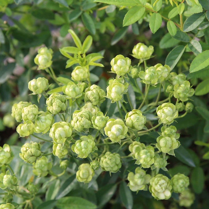 Cay Hoa hồng xanh Eclair