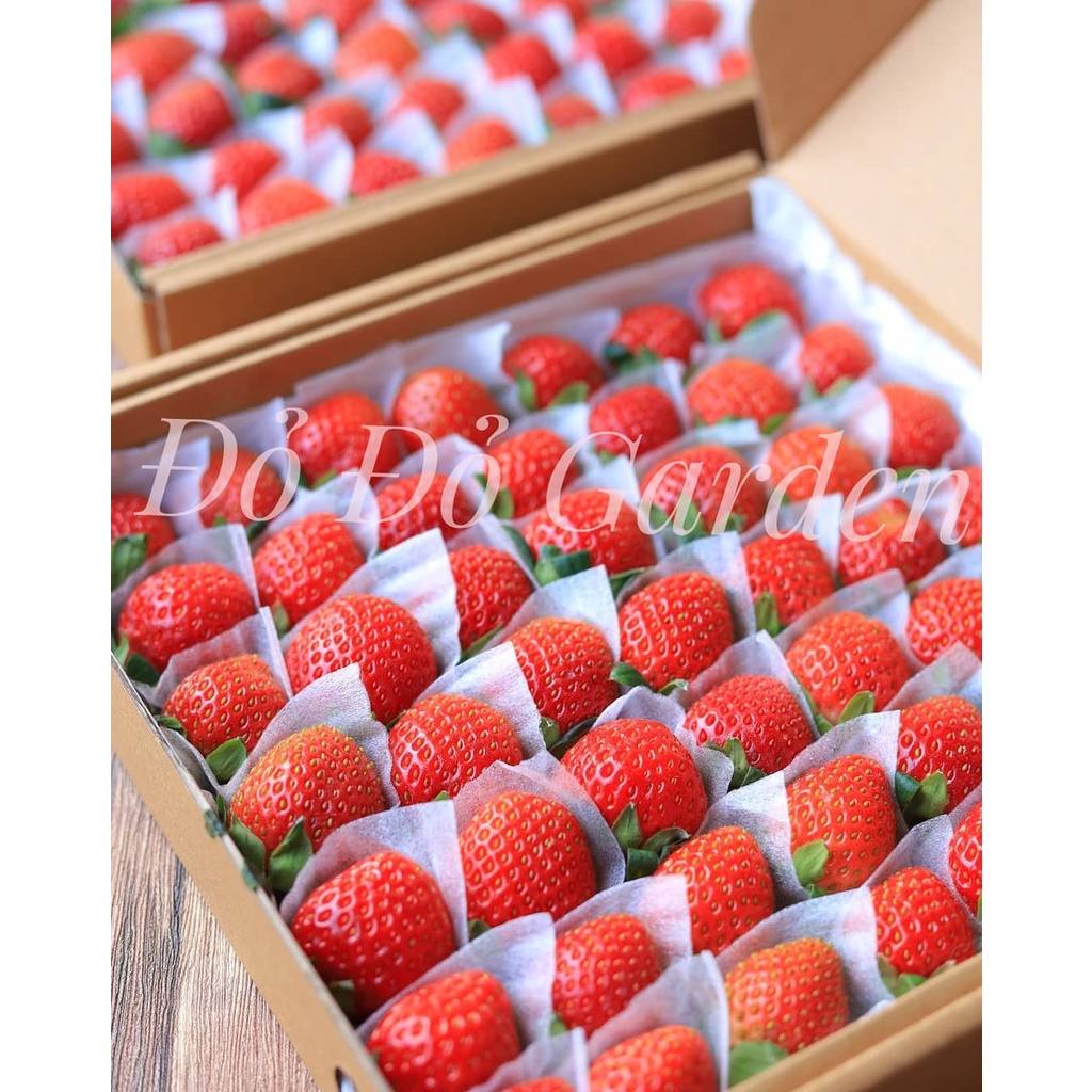 [Giao nhanh 2h] Dâu Đà Lạt giống Nhật trồng theo quy trình công nghệ cao đảm bảo an toàn, sạch và tốt cho sức khoẻ | BigBuy360 - bigbuy360.vn