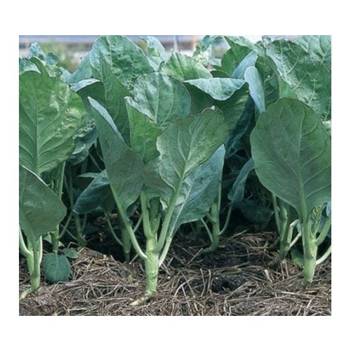 SIÊU LÂN - PHÂN BÓN HD 55 ra rễ cực mạnh, vàng thành xanh - gói 50g