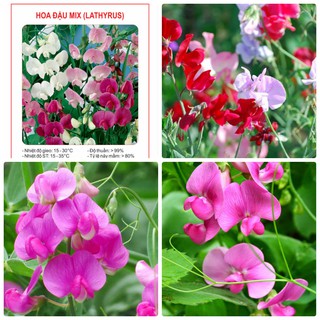 10 Hạt Giống Hoa Đậu Thơm Royal Mix ( dây leo )