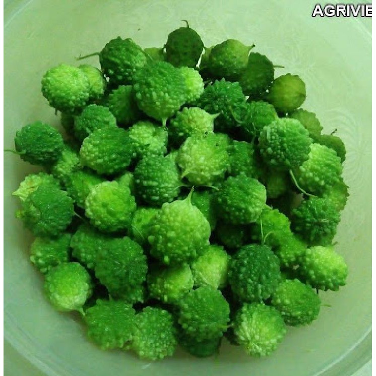 Hạt giống khổ qua rừng - 1 gói 10 hạt