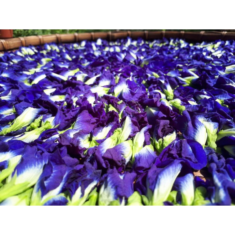 DEAL 1K - 5 hạt giống hoa đậu biếc kép