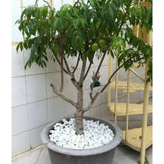 Cây giống cóc thái