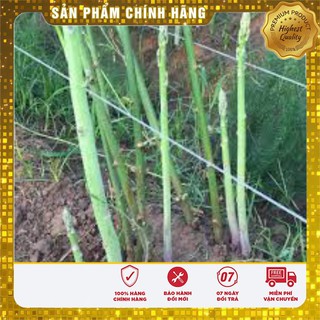 Hạt Giống Măng Tây Xanh(10 hạt)
