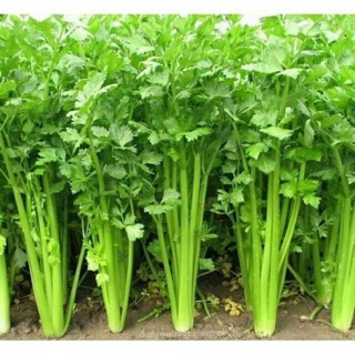 Hạt Giống Rau Cần Tây Chịu Nhiệt (5Gr) - Dễ Trồng, Dinh Dưỡng Cao