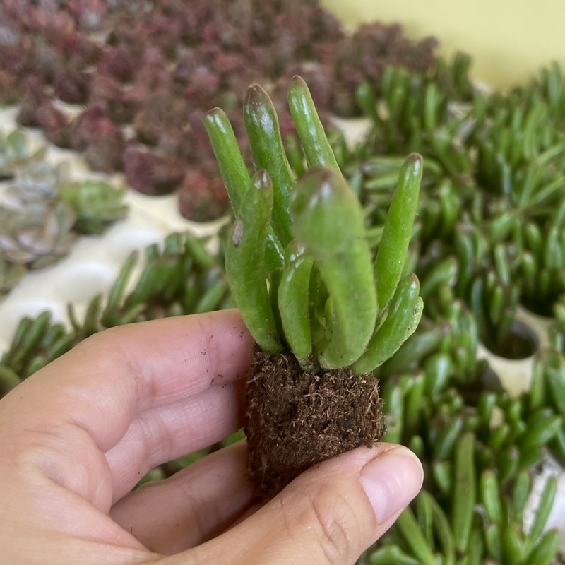 Sen Đá Ống Điếu Mini ( 3-4cm )