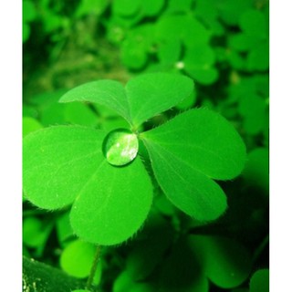 40 Hạt giống  Cỏ ba lá