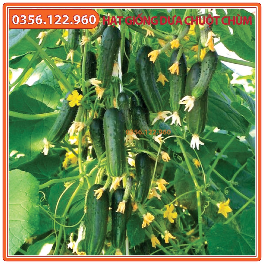 Hạt giống dưa leo chùm -gói 0,5 gam - dưa leo bao tử F1 - Dưa chuột chùm