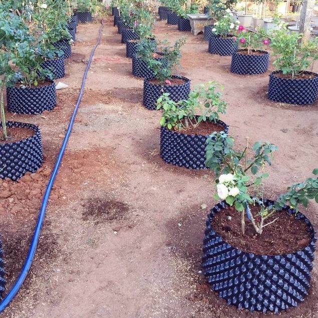 Bầu Ươm cây V6 Cao 50cm , có kèm bộ vít