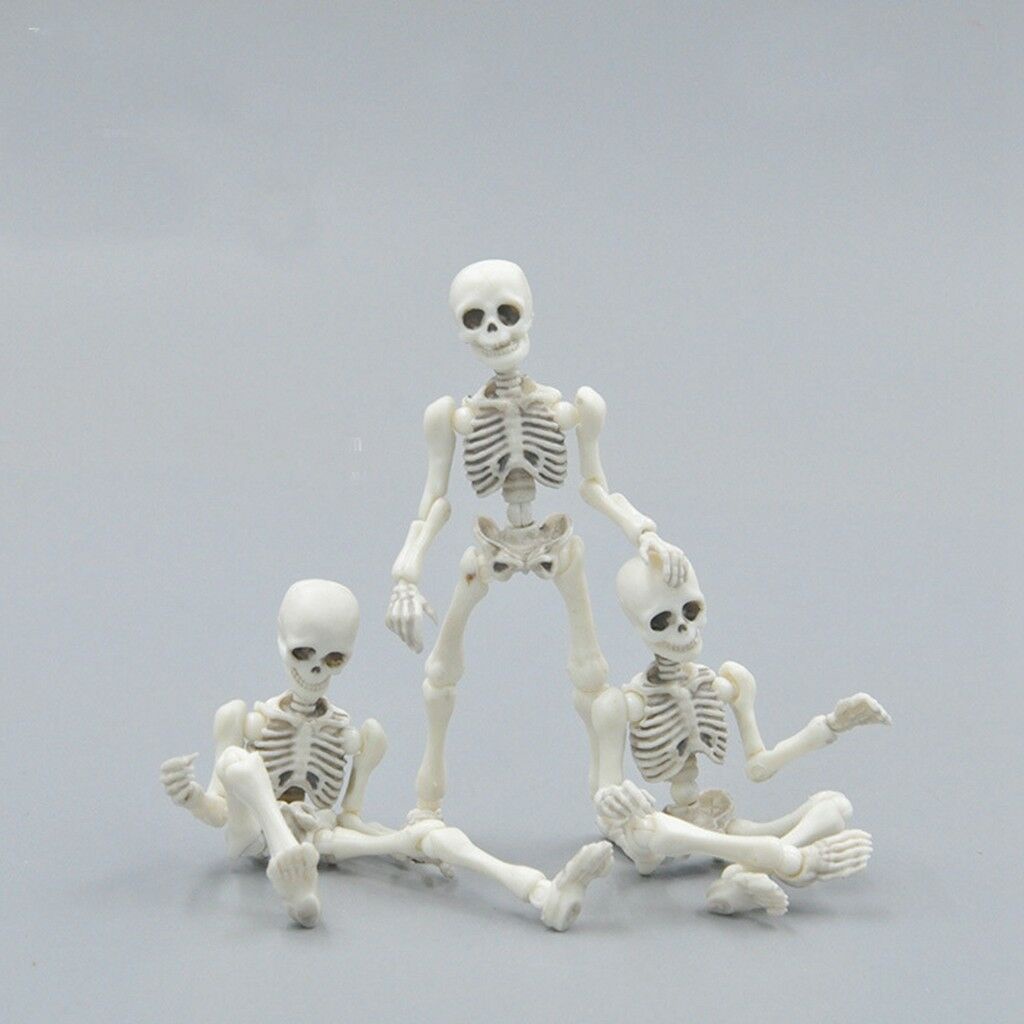 Mô Hình Bộ Xương Người Linh Hoạt
