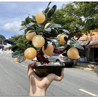 Cây đào đá thiên nhiên nhọc hoàng long [đẹp ]