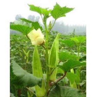 Hạt giống đậu bắp xanh Rạng Đông