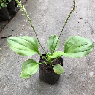 Cây mã đề (cây giống) h3