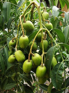Cây cóc thái