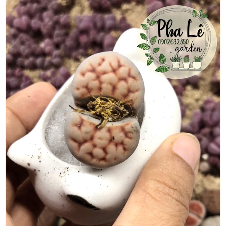 sen mông topred 1cm-3cm, giá tại vườn/ lithops