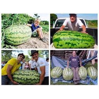 Hạt giông dưa hấu KHỔNG LỒ - 10 hạt