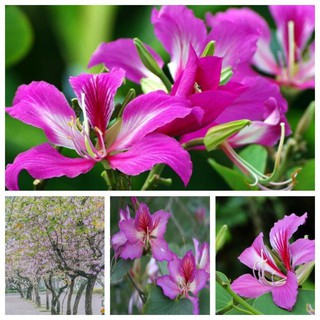 Sản phẩm cây ban hoa tím, cây giống gửi đi nguyên bầu + Tặng (0,3kg) phân hữu cơ cao cấp