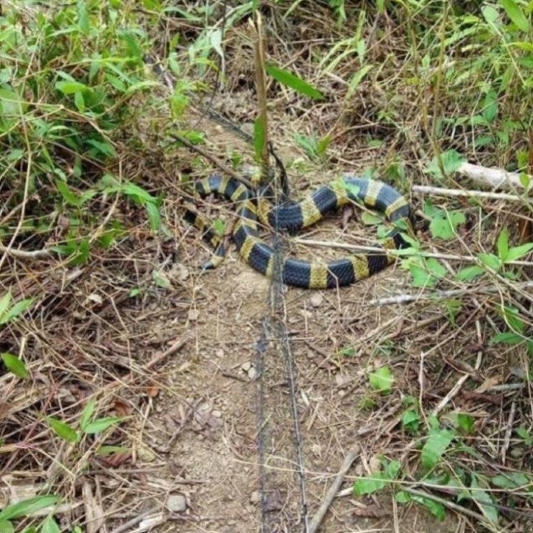 lưới bẫy rắn hàng loại 1 dài 20m lưới tàng hình bắt các loại rắn hổ mang và nhiều loài rắn khác
