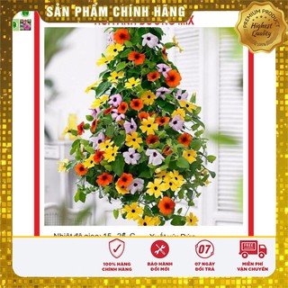 Hạt giống hoa Ánh Dương (mắt huyền) 4 Hạt